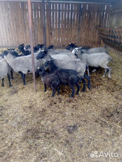 Овцы романовские