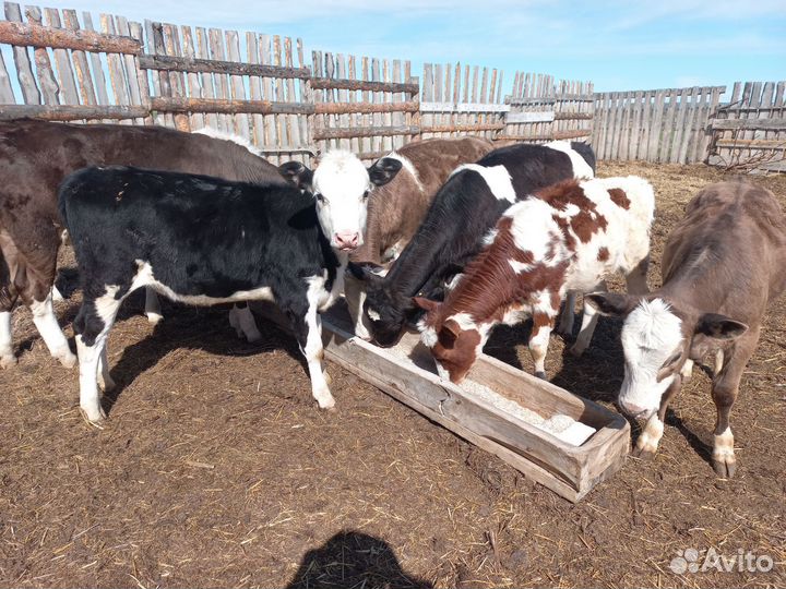 Тёлочки Герефорд