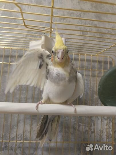 Попугай корелла с клеткой