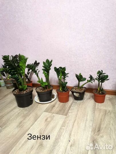 Замиокулькасы разных сортов