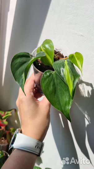 Монстера, Сингониум, Филодендрон