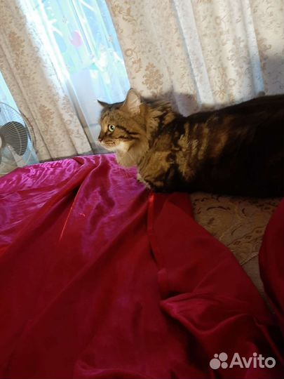 Передержка,зооняня