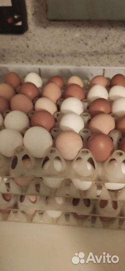 Яйца домашние