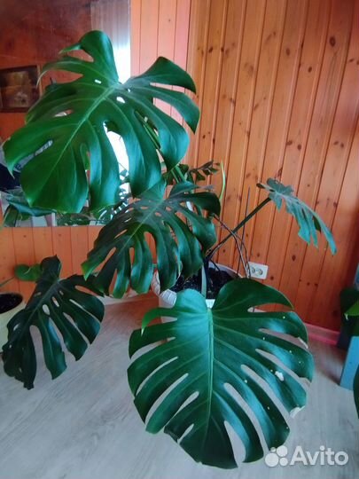 Монстера взрослая