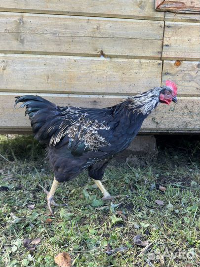 Петух с геном коричневого яйца