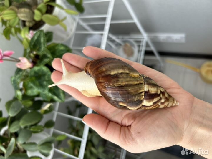 Улитки ахатины