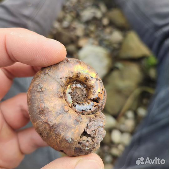 Окаменелости