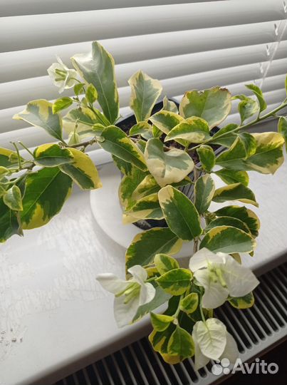 Бугенвиллия White Ice