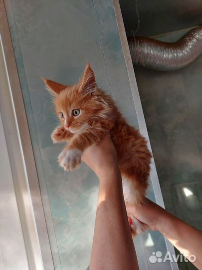 Котята мейн-кун
