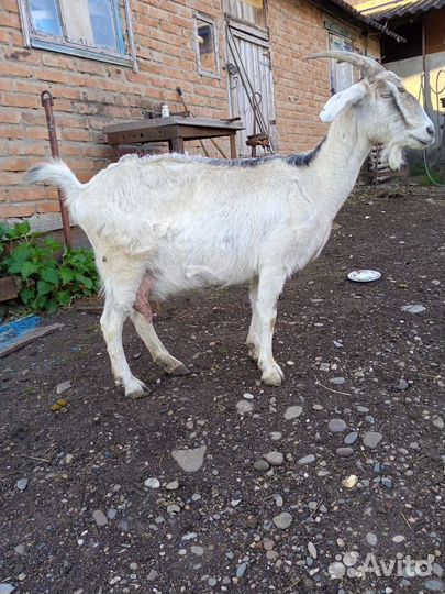 Продаётся козочка