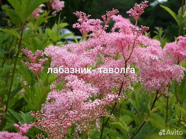 Анафалис жемч.,лабазник Гексапетала Плена,гравилат