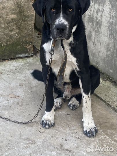 Собака в добрые руки алабай