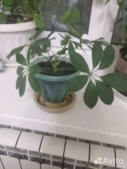 Комнатные цветы шефлера