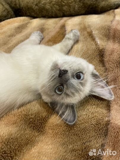 Кошечка в добрые руки