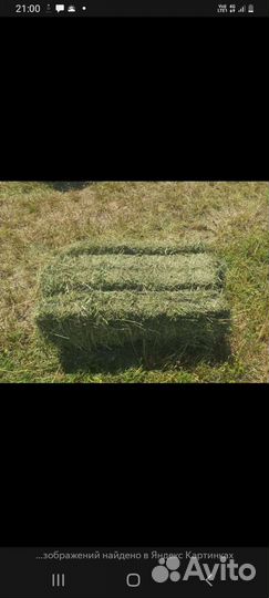 Сено люцерны в тюках