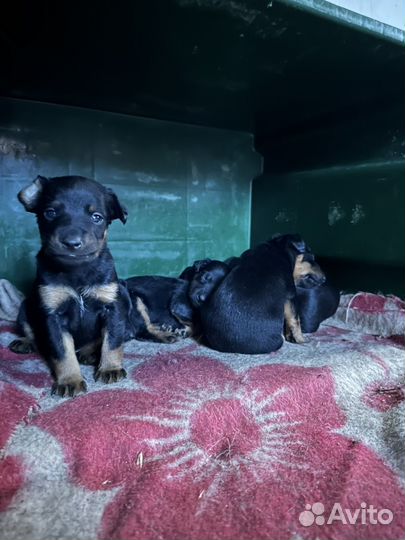 Щенки немецкого ягдтерьера