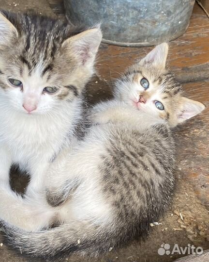 Котята от домашней кошки