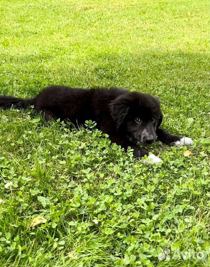 Щенок в добрые руки бесплатно