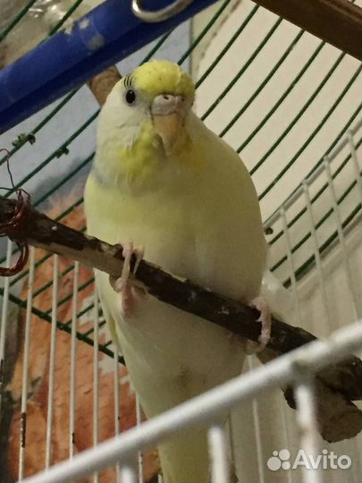 Попугай девочка