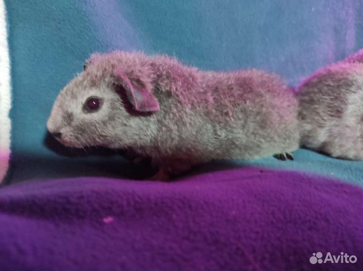 Морская свинка тедди