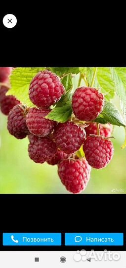 Малина, рассада чеснока