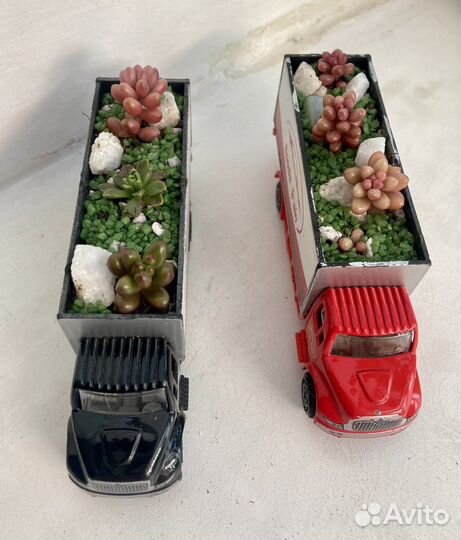 Суккуленты