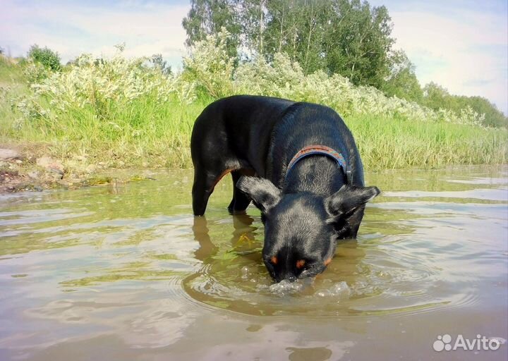 Передержка животных