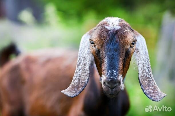 Нубийский козел