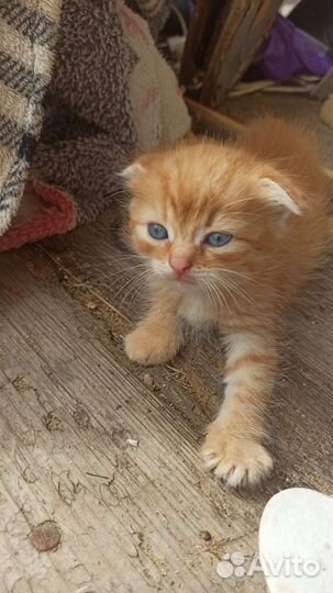 Котенок девочка в добрые руки