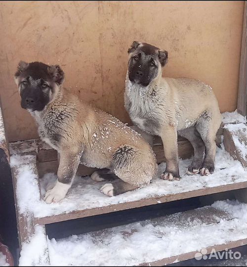 Турецкий кангал