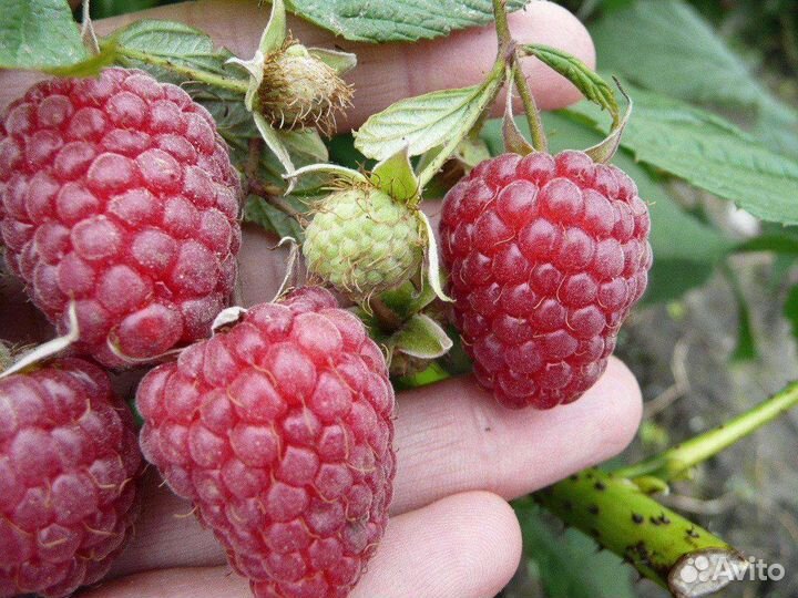 Ягодные кустарники