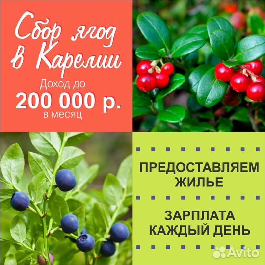 Сборщик ягод в Карелии