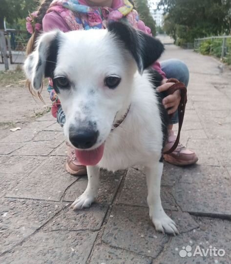 Собака в добрые руки