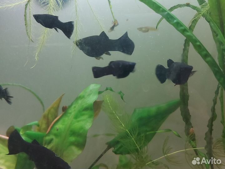 Мальки молинезии и гуппи, пистия