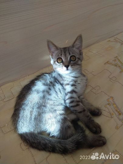 Британские котята