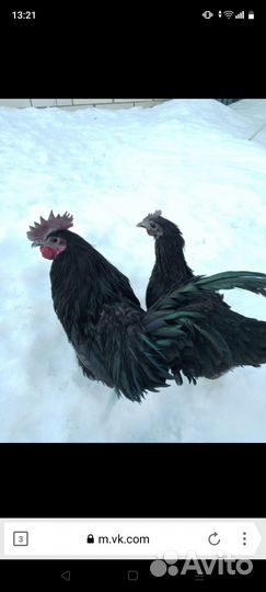 Цыплята суточные и подрощенные