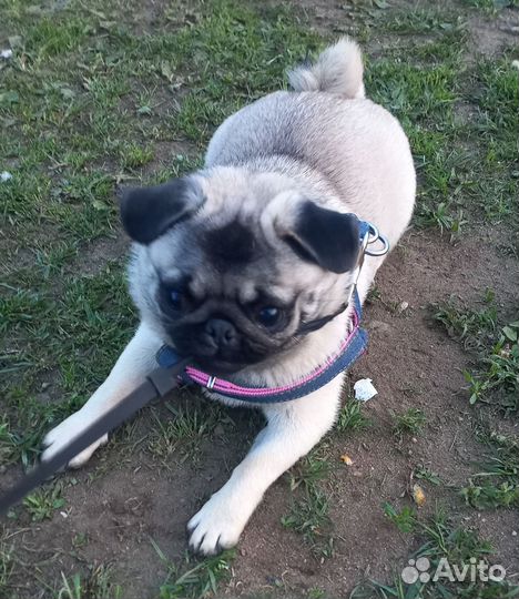 Мопсик Девочка ищет себе мальчика для вязки