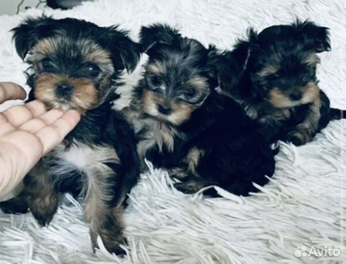 Щенки шпица мини Микро