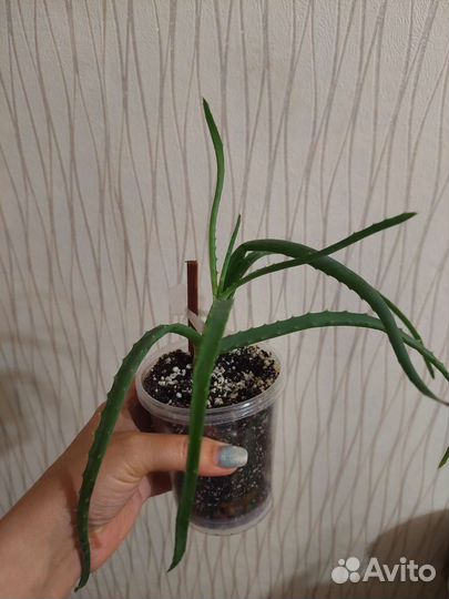 Алоэ столетник