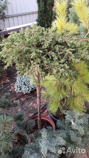 На штамбе медуза, голд дрифт, г.финч, энгельмани