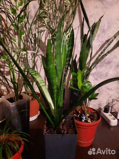 Комнатные цветы