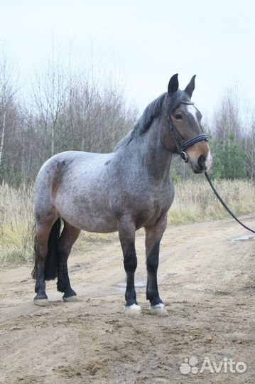 Упряжная и верховая кобыла