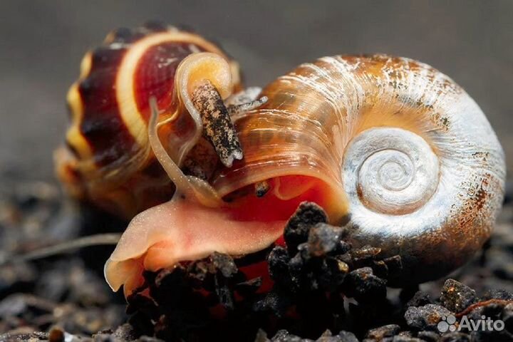 Улитка хелена