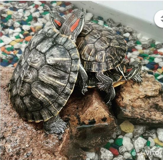 Красноухая черепаха