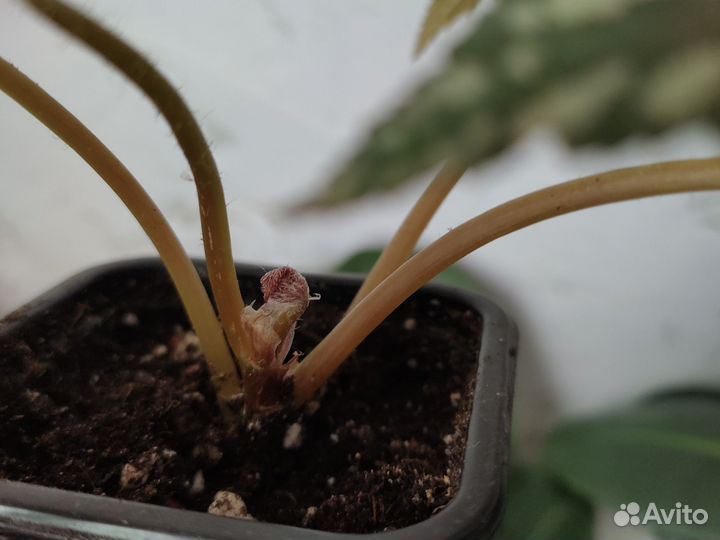 Бегония Грифон