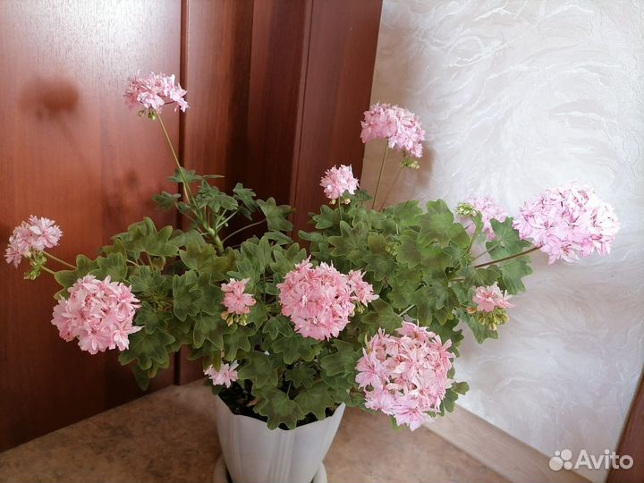 Герань пеларгония