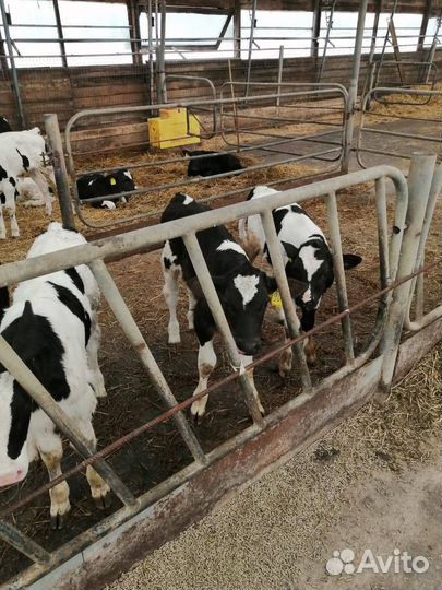 Телята, бычки