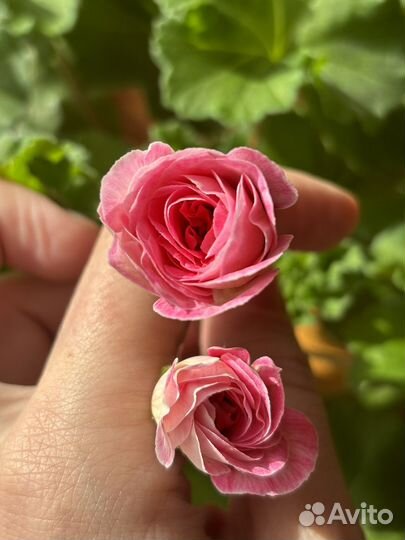 Сим Диадема сортовая пеларгония (герань)