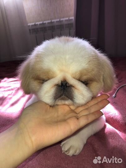 Пекинес для вязки