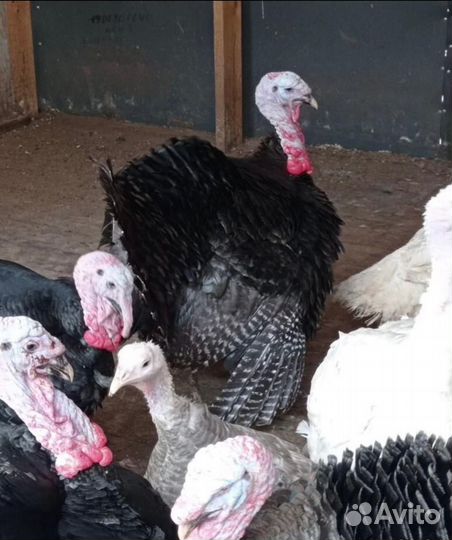 Инкубационное яйцо индейки в короткие сроки